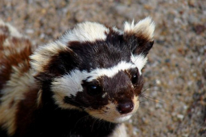 Обличане - little motley marten